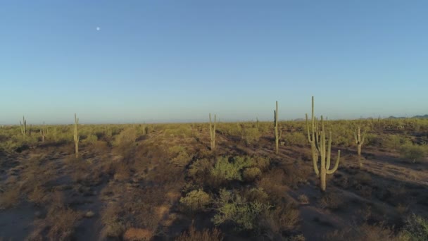 Aérea Horizonte Del Desierto Con Cactus Luna Sentimientos Cálidos — Vídeos de Stock