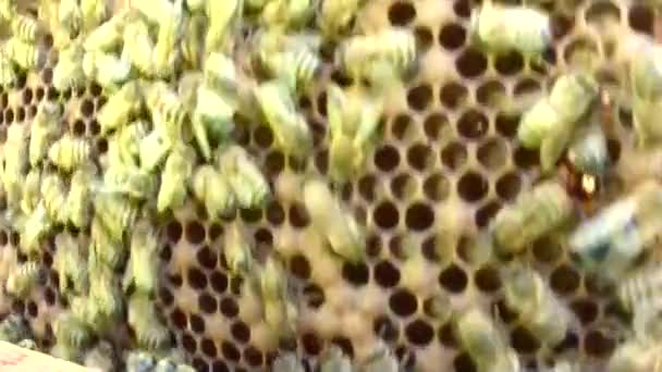 Včelařství zvedá hřebeny a projíždí svým úlem..