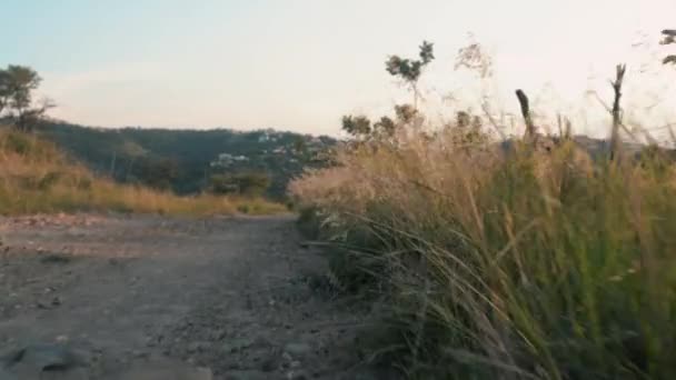 Caminhando Pela Folhagem Plantas Pôr Sol Vista Incrível Desta Estrada — Vídeo de Stock