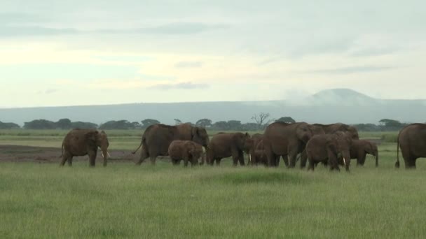 Αφρικανική Οικογένεια Ελεφάντων Loxodonta Africana Που Αναζητούν Τροφή Στους Λειμώνες — Αρχείο Βίντεο