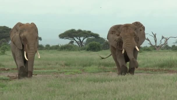 African Elephant Loxodonta Africana Two Big Bulls Walking Grasslands Amboseli — Stock Video