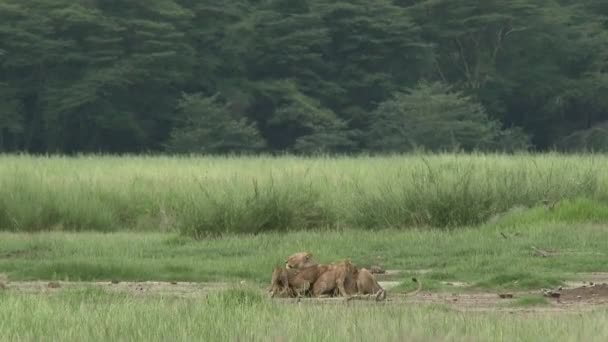 African lion (Panthera leo) female with her cubs trying to get some milk, Amboseli N.P., Kenya