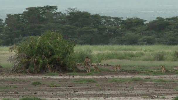 肯尼亚Amboseli 的非洲狮子 Panthera Leo 幼崽围在棕榈树下 — 图库视频影像