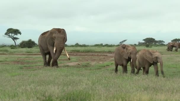 Familia Elefantes Africanos Loxodonta Africana Con Gran Toro Caminando Pastizales — Vídeos de Stock