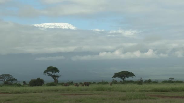 Família Elefantes Africanos Loxodonta Africana Forrageando Junto Com Monte Kilimanjaro — Vídeo de Stock