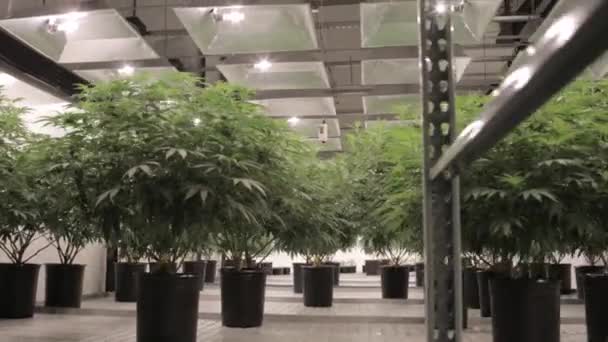 Cultivo Plantas Marihuana — Vídeo de stock