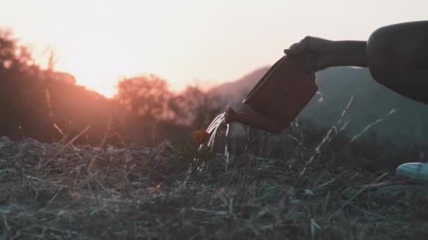 Girl Gardening Outdoors Sunset Beautiful Sun Flower Mountain Great Landscape — Stock Video