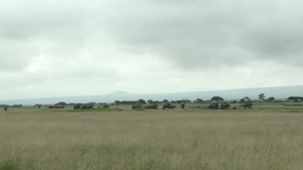 Afrika Fili Loxodonta Africana Otlaklarda Yürüyen Büyük Sürü Amboseli Kenya — Stok video