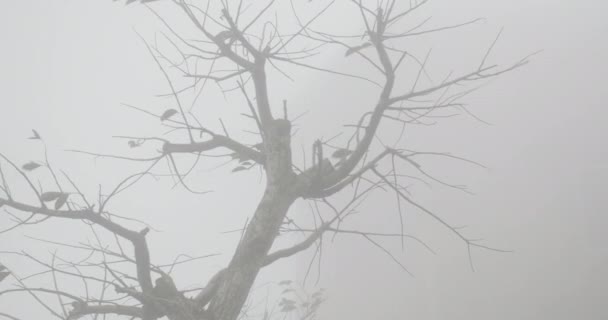 Крупним Планом Дерево Останніми Декількома Листям Летять Проти Вітру Туманний — стокове відео