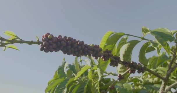 Granos Café Agrupan Colgando Arbusto Café — Vídeo de stock