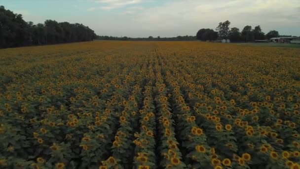 Images Champ Tournesol Coucher Soleil — Video