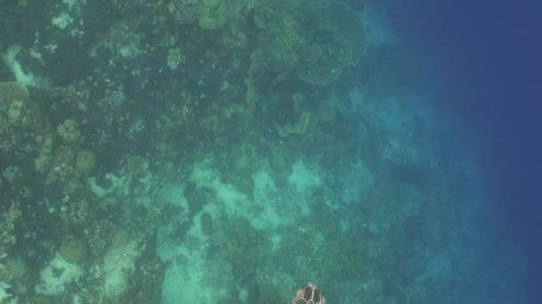 Grande Tortue Mer Verte Dans Hors Cadre Caméra — Video