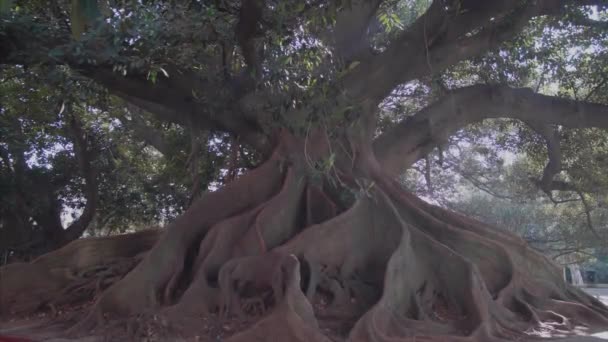 Árbol Más Grande Buenos Aires — Vídeos de Stock