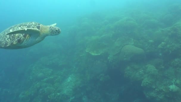 サンゴ礁の上をゆっくりと巡航する大きな緑色のウミガメ — ストック動画