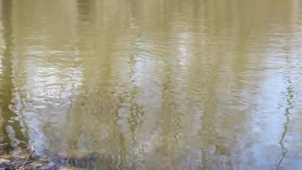 ブルックリン公園の池の表面をリッピング — ストック動画