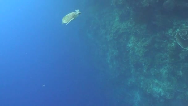 Chasing Green Sea Turtle Underwater Cliff — Stock Video