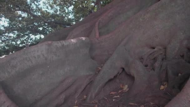 在Buenos Aires上最大的树 — 图库视频影像
