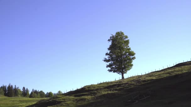 Boom Een Groen Veld Voor Blauwe Lucht — Stockvideo