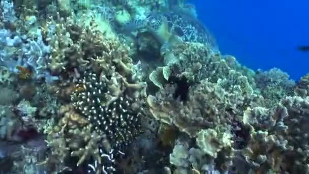 Große Grüne Meeresschildkröte Ruht Über Einem Korallenbett — Stockvideo