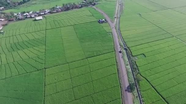 Ein Riesiges Reisfeld Luftaufnahme Durchfliegen — Stockvideo
