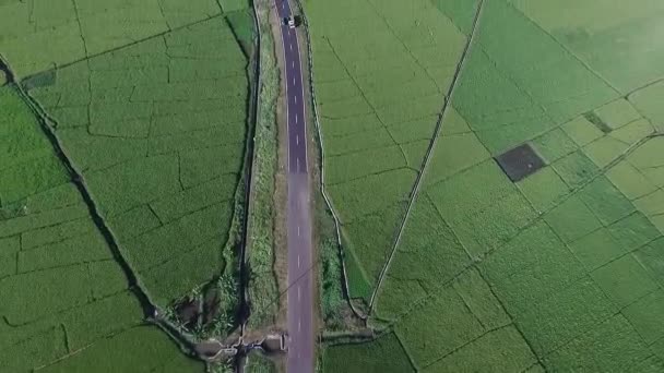 Obrovská Plocha Rýžového Pole Letecký Záběr Naklonění Odhalit — Stock video