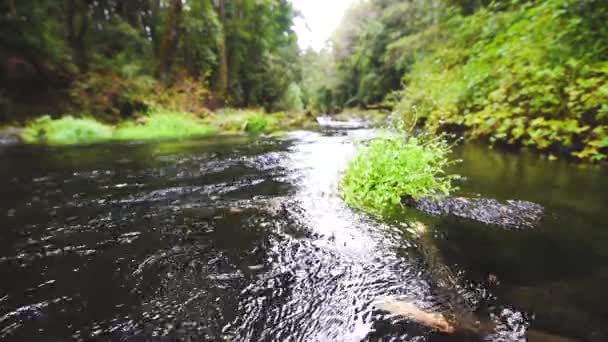 Wideo Peaceful Rzeki Wody Przyrodzie — Wideo stockowe