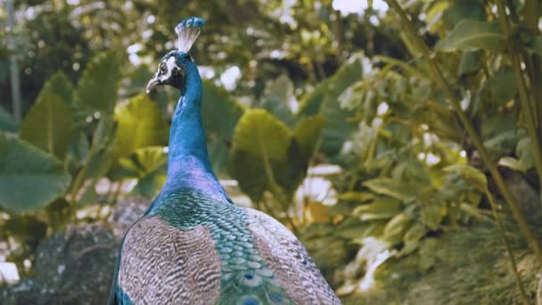 Close Slow Motion Peacock Roaming Hawaiian Garden — Stock Video