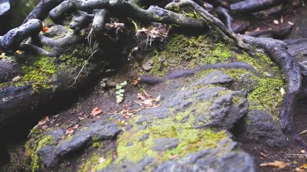 Πλάνα Βράχων Και Ριζών Στη Φύση Πολλές Πράσινες Και Πρώτες — Αρχείο Βίντεο