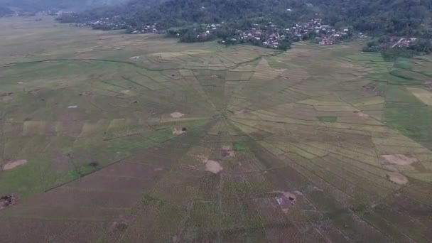 Cancar Spiderfield Unique Rice Field World Aerial Shot Fly — ストック動画