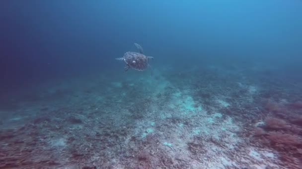 一只海龟在印度尼西亚珊瑚礁的深处游动 — 图库视频影像