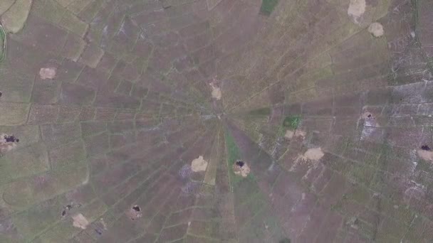 Cancar Spiderfield Είναι Μοναδικό Ρύζι Στον Κόσμο Aerial Shot Birds — Αρχείο Βίντεο