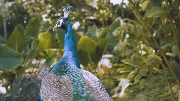 Macro Shot Peacock Roaming Hawaiian Garden Real Time — Stock Video