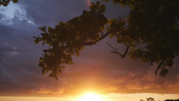 夕暮れ時の枝のシルエットは 明るいオレンジ色の夕日の上に紫色の空に対して穏やかな風に吹いて — ストック動画