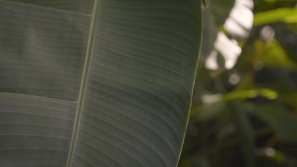 Primer Plano Derribado Una Hoja Palmera Plátano Hawaii Tiempo Real — Vídeos de Stock