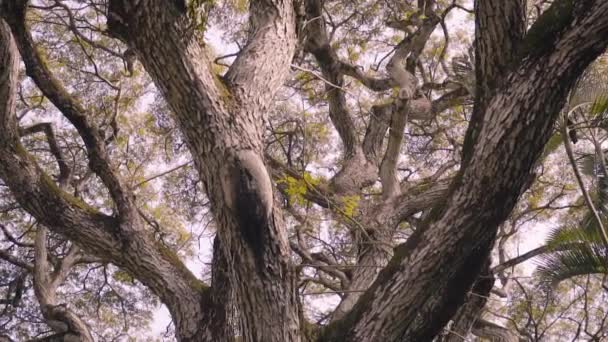 Caminhando Pela Floresta Havaí Olhando Para Galhos Árvores Palmeiras — Vídeo de Stock