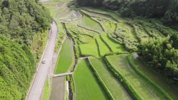 Risfält Dalen Omgiven Skogsklädda Berg Den Japanska Landsbygden — Stockvideo
