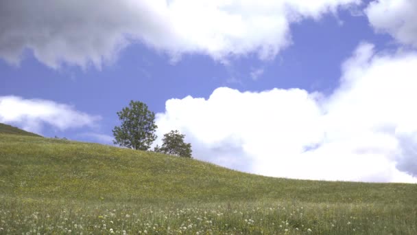 绿地上的两棵树 背景上有移动的云彩 — 图库视频影像