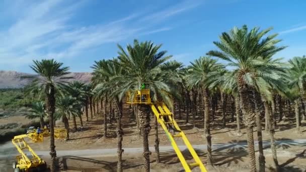 Raccolta Delle Palme Nel Deserto Giudaico Mar Morto Israele — Video Stock