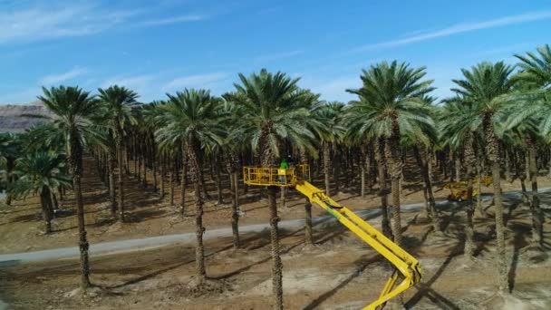 Palm Date Betakarítás Júdeai Sivatagban Halott Tenger Izrael — Stock videók