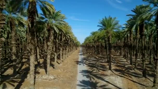 Raccolta Delle Palme Nel Deserto Giudaico Mar Morto Israele — Video Stock