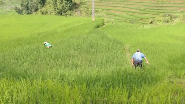 Sapa Agricultores Que Trabajan Los Campos Verdes Para Hacer Arroz — Vídeo de stock