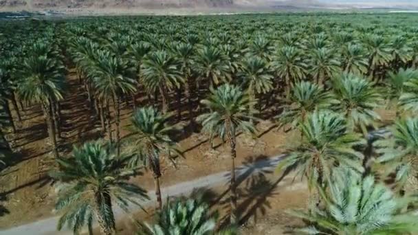 Palmdattelernte Der Jüdischen Wüste Dem Toten Meer Israel — Stockvideo