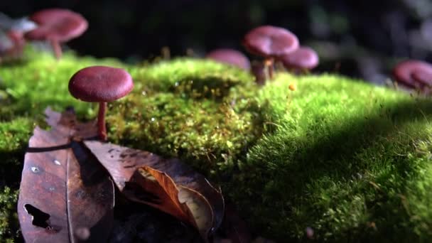 Група Пурпурових Грибів Моху Вкрила Повалене Дерево Парку Бріджитаун Джарра — стокове відео