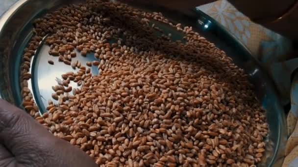 クリーニングの映像 Wheat Grains — ストック動画