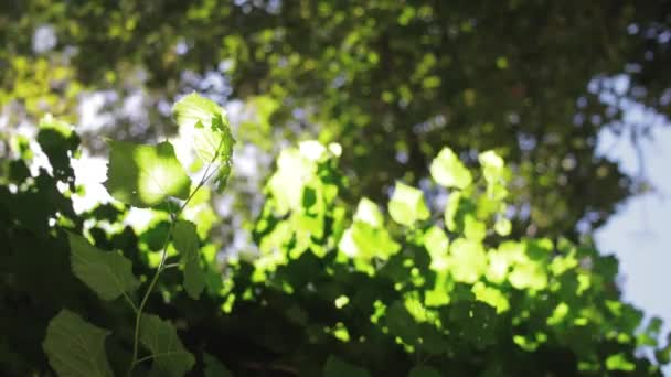 Sol Brillando Través Hojas Verdes — Vídeos de Stock