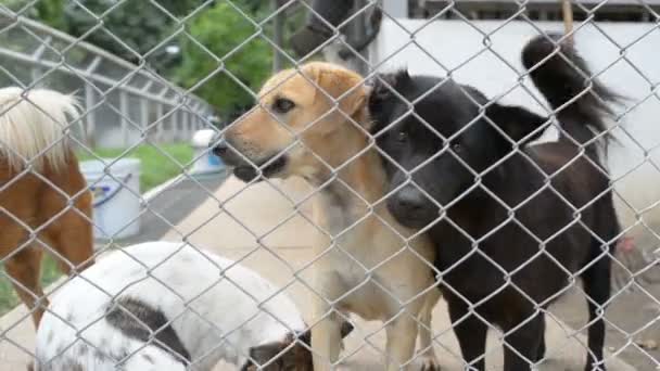 Cães Sem Teto Abrigo Atrás Gaiola Líquida Olhando Esperando Que — Vídeo de Stock