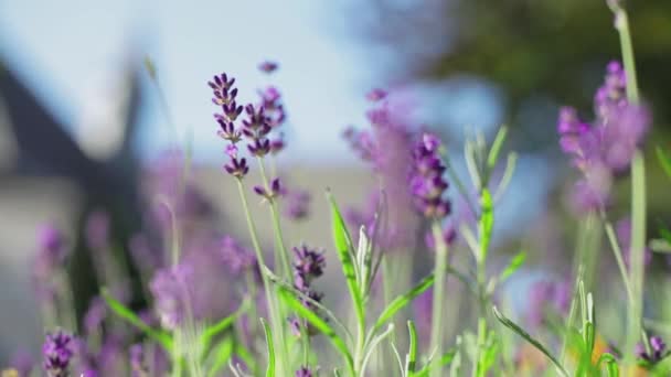 Lavendel Einem Sonnigen Garten — Stockvideo