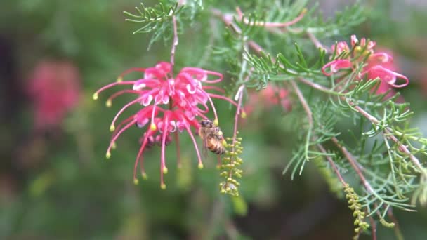 Méhek mászkálnak és repülnek egy ausztrál őshonos virág, Grevillea körül..