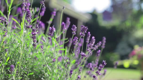Lavender in a sunny garden.