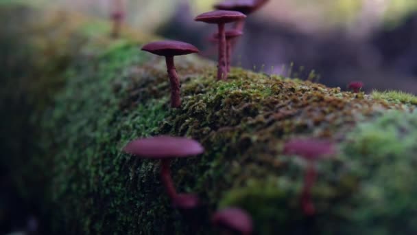 Purple Mushrooms Fallen Log Bridgetown Jarrah Park Νοτιοδυτική Αυστραλία — Αρχείο Βίντεο